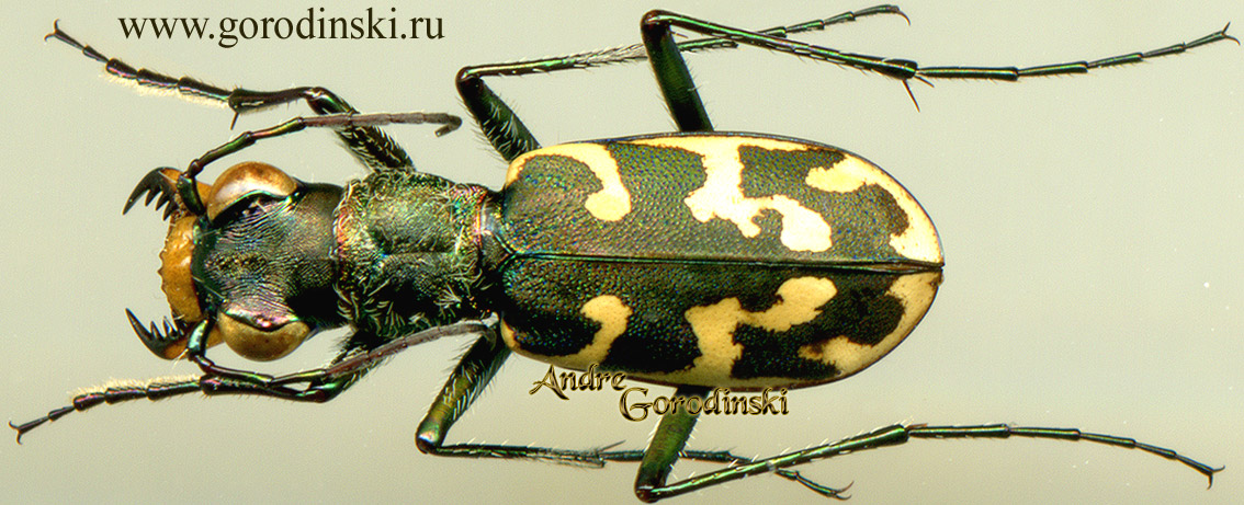 http://www.gorodinski.ru/cicindela/Cephalota hispanica.jpg